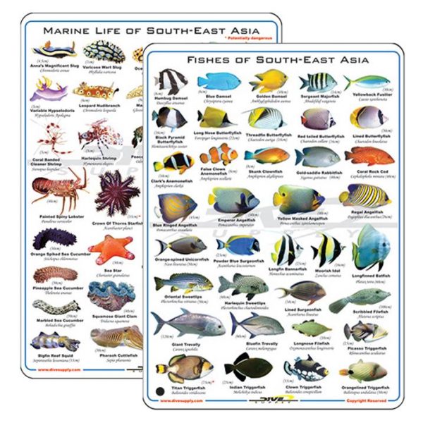 Fish & Nudibranchs Slate